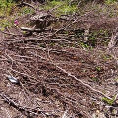 伐採した木の画像