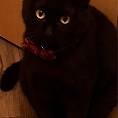 迷子　黒猫　探しています！