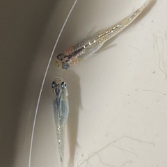 メダカ7匹程度の画像