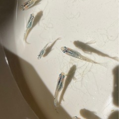 メダカ7匹程度の画像