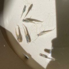 メダカ7匹程度の画像