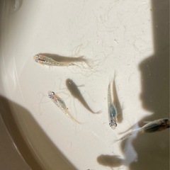 メダカ7匹程度