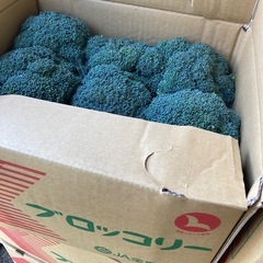 とれとれ💦ブロッコリー🥦9入り¥648の画像