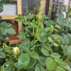 三年前に挿し木をしました四季咲きのミニ薔薇になります。の画像