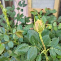 三年前に挿し木をしました四季咲きのミニ薔薇になります。の画像