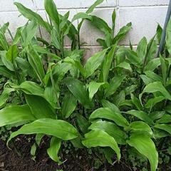 みょうが苗　300gの画像