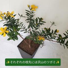 🌿✨黄色の可愛いお花✨観葉植物🌿