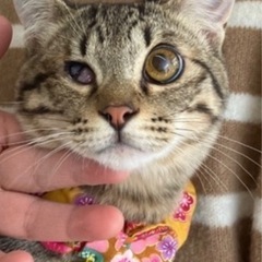 片目の萎縮は後遺症。超甘えん坊さんをお迎えしてください☺️