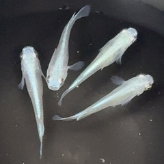 ⑤🌟1匹100円🌟幹之めだか鉄仮面🌈フルボディ成魚