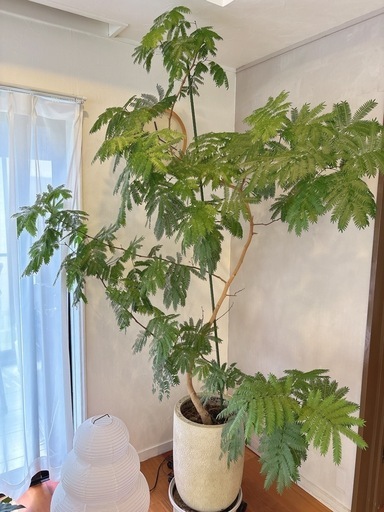 巨大観葉植物　エバーフレッシュ