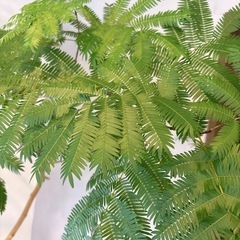 巨大観葉植物　エバーフレッシュの画像