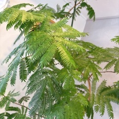 巨大観葉植物　エバーフレッシュの画像