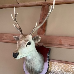 【取引終了】差し上げます( 近日処分予定品 )の画像