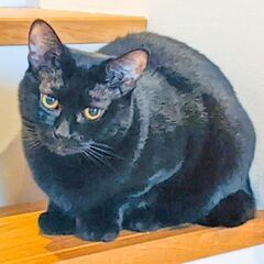 チャンスをください😿甘えん坊な黒猫♀触られるとニャーニャー…