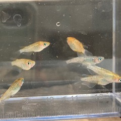 多色系・夜桜ゴールド若魚~成魚-1匹の画像