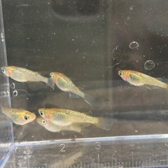 多色系・夜桜ゴールド若魚~成魚-1匹の画像