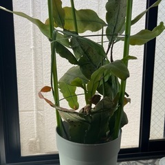 月下美人