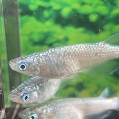 極上ラメ◇メダカの館様血統◇プラチナ星河の有精卵　20+α の画像