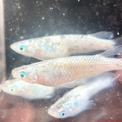 極上ラメ◇メダカの館様血統◇プラチナ星河の有精卵　20+α 