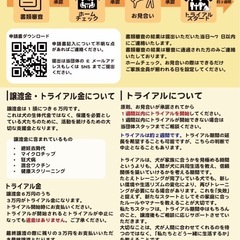 チワワ（名前ダッフィー） − 沖縄県