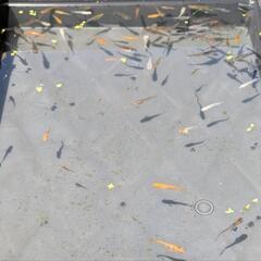 【本日5/8】🌻メダカすくい開催！！の画像