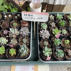 ふなおミニファーマーズ　無人販売所　5/7