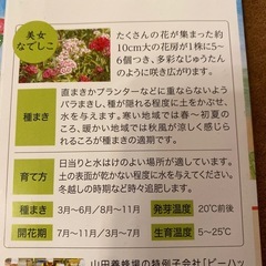 花の種　美女なでしこの画像