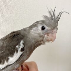 オカメインコ ホワイトフェイスノーマル ♂