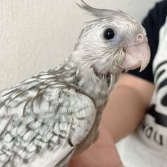 オカメインコ ホワイトフェイスパール ︎︎ ♀