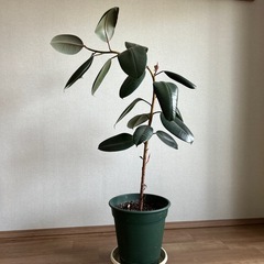 ゴムの木
の画像