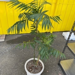 【お譲りします】観葉植物