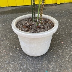 【7E07①】【お譲りします】観葉植物の画像