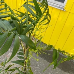 【7E07①】【お譲りします】観葉植物の画像