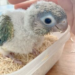 ウロコインコ★ブルーパイナップル♀４号ちゃん