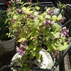 ストロベリーサンデー　ウツギ　花　植物の画像