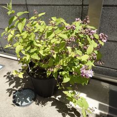 ストロベリーサンデー　ウツギ　花　植物の画像