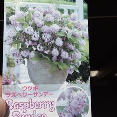 ストロベリーサンデー　ウツギ　花　植物の画像