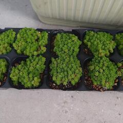 セダム　森林万年草　【観賞植物　多肉植物】