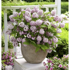 ストロベリーサンデー　ウツギ　花　植物