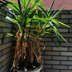 観葉植物 メキシコチモラン　ユッカ　