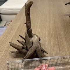アクアリウム 流木