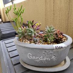 【値下げ】多肉植物寄せ植えの画像