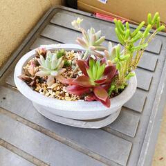 【値下げ】多肉植物寄せ植えの画像
