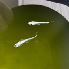 めだか 極龍 有精卵 15個の画像