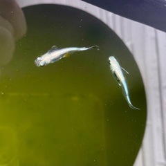 めだか 極龍 有精卵 15個の画像