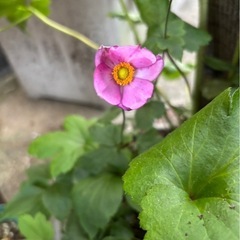 決定しました　秋明菊　ピンク　八重入り　大株　➕αチビ株の画像