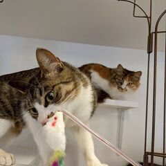 【札幌】保護猫の譲渡会inジョイフルAK屯田店〈5/17-18〉 - 札幌市
