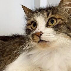 【札幌】保護猫の譲渡会inジョイフルAK屯田店〈5/17-18〉 - その他