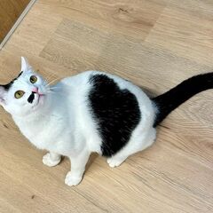 【札幌】保護猫の譲渡会inジョイフルAK屯田店〈5/17-18〉 - イベント