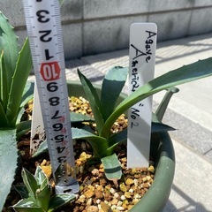 アガベアメリカーナ　子株2の画像